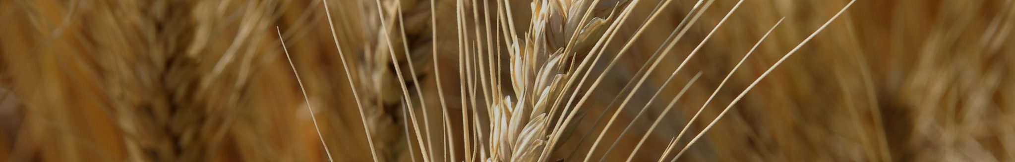 Wheat production will be front and center at a May 26 spring field day in Garden City, Kansas. (Photo: K-State Research and Extension news service)