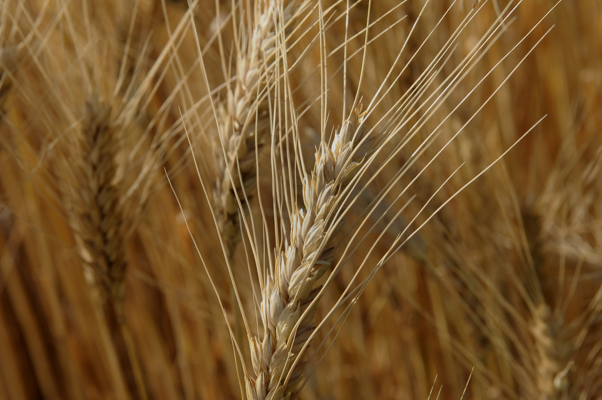 Wheat production will be front and center at a May 26 spring field day in Garden City, Kansas. (Photo: K-State Research and Extension news service)