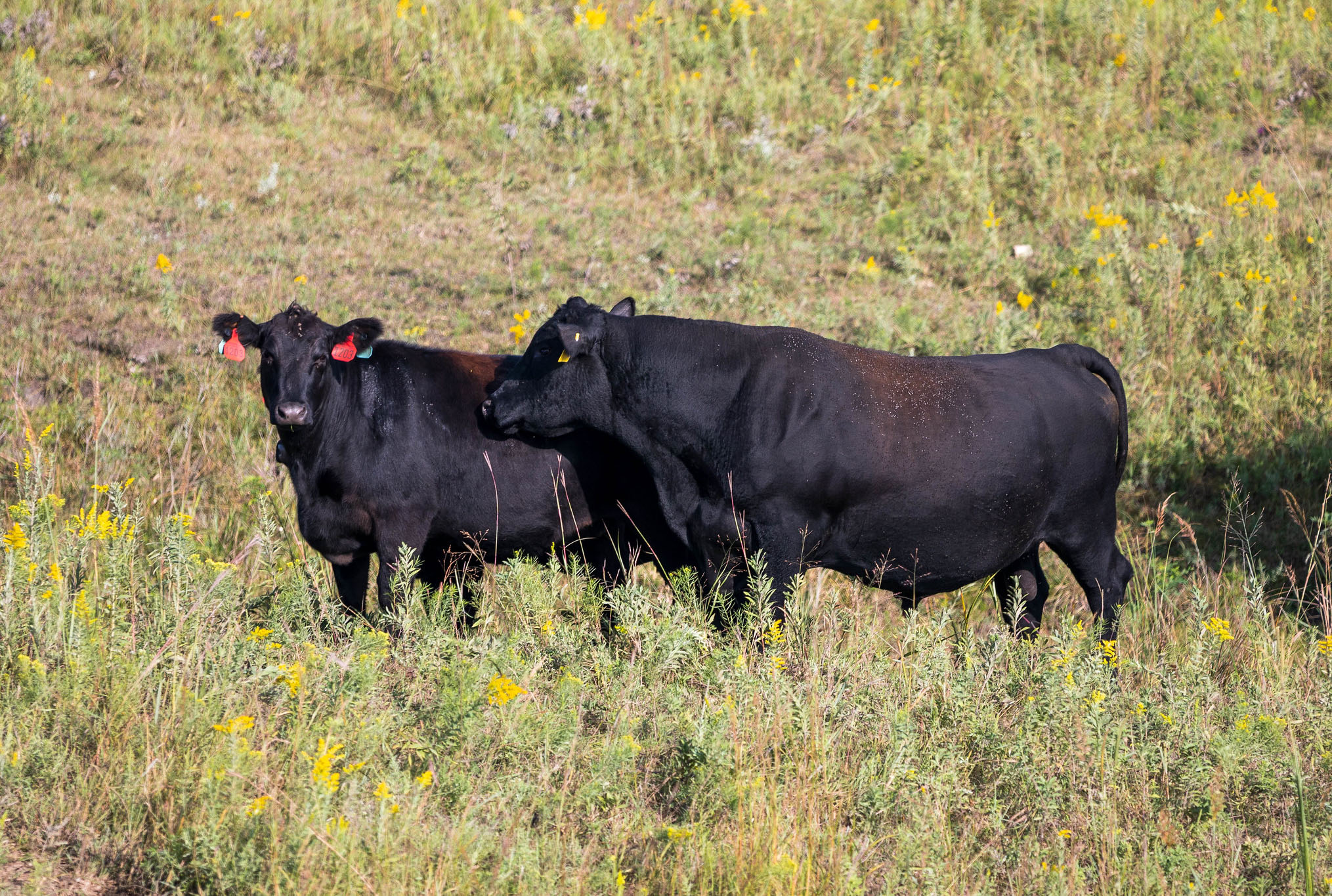 Angus bull stands with a commercial cow in a summer breeding pasture. (Photo: Kansas State University Research and Extension)