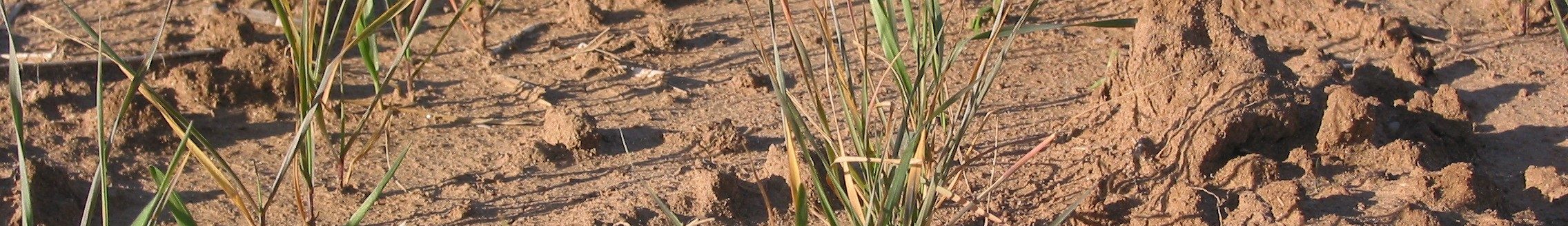 A field of wheat with poor tillering and low vigor, growing on a field with a soil pH of 4.6. (Photo: K-State Research and Extension)