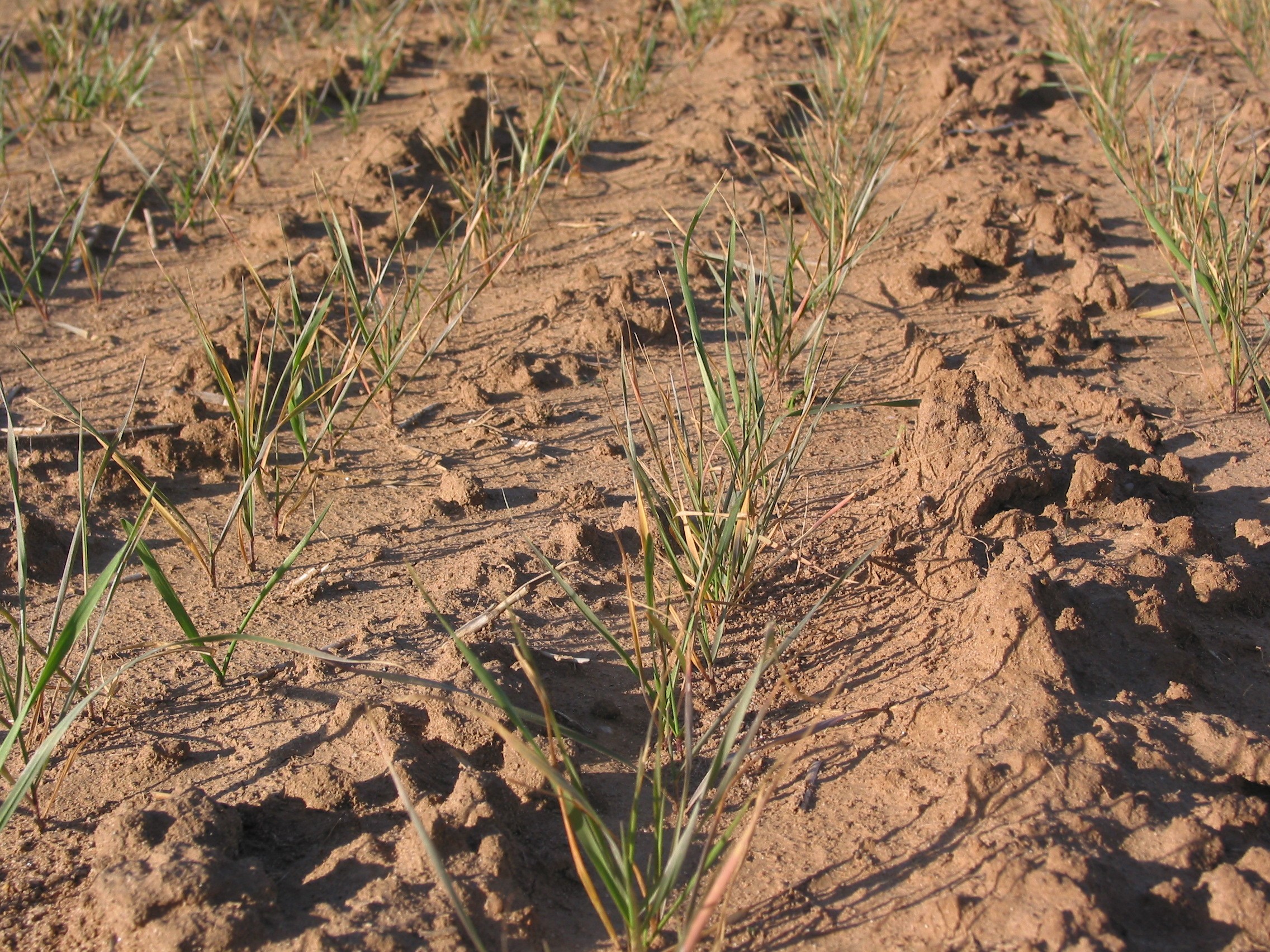 A field of wheat with poor tillering and low vigor, growing on a field with a soil pH of 4.6. (Photo: K-State Research and Extension)