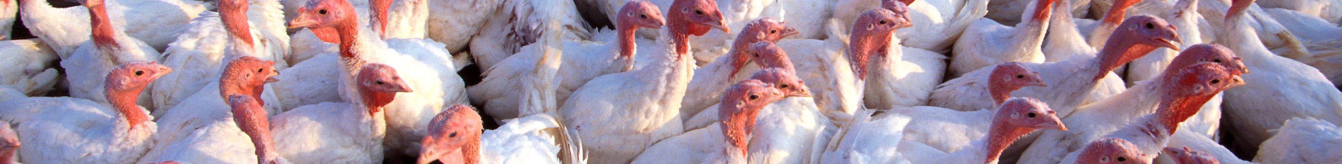 Turkeys. (USDA photo by Scott Bauer.)