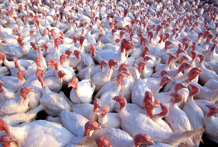 Turkeys. (USDA photo by Scott Bauer.)