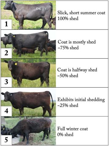 From the MU Extension publication 'Hair Shedding Scores: A Tool to Select Heat Tolerant Cattle.' (University of Missouri Extension)