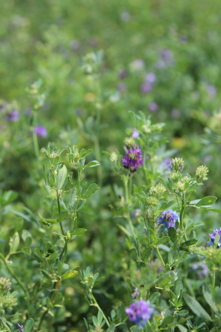 Alfalfa. (Journal photo by Kylene Scott.)