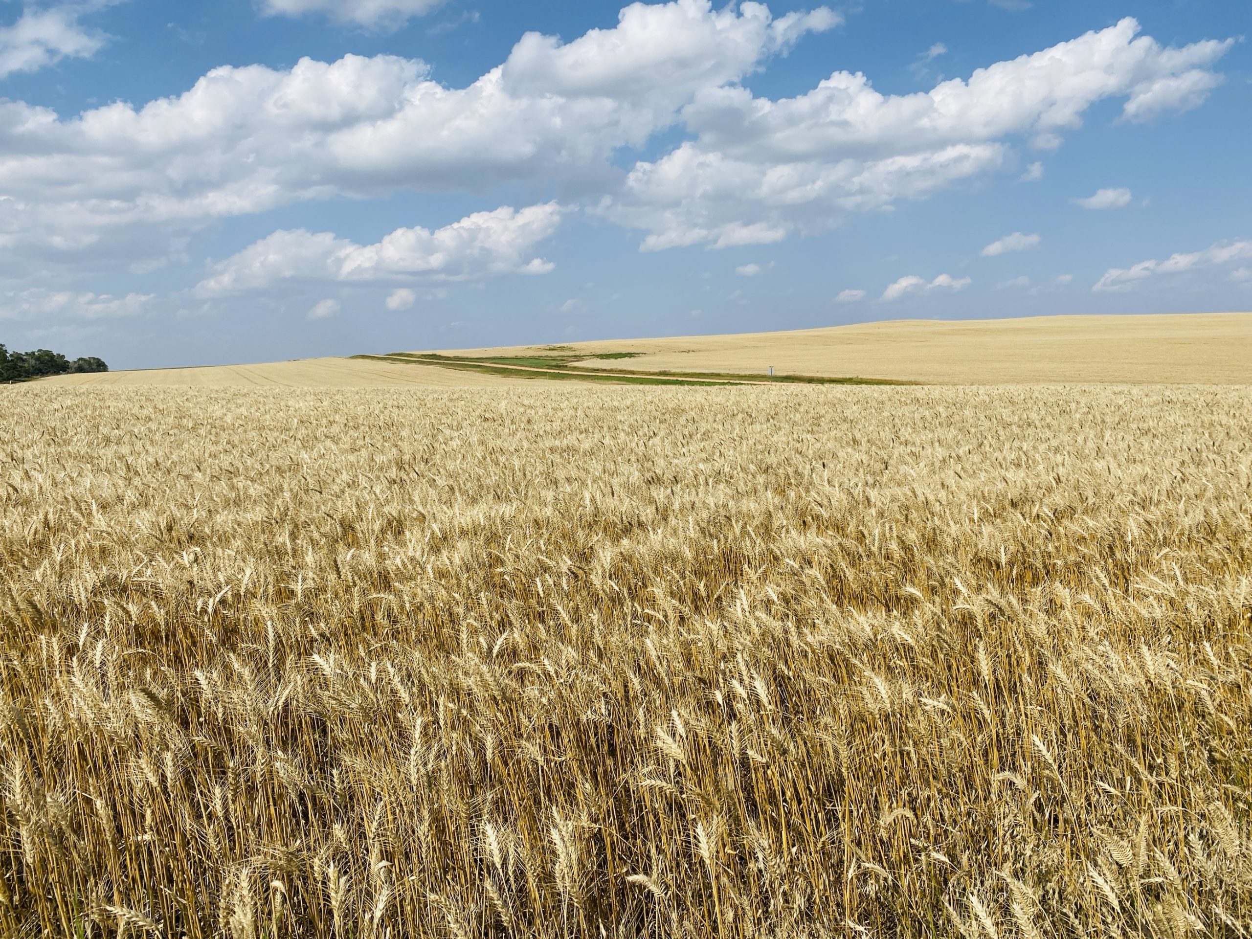 Wheat field (Photo: Alissa Weece)