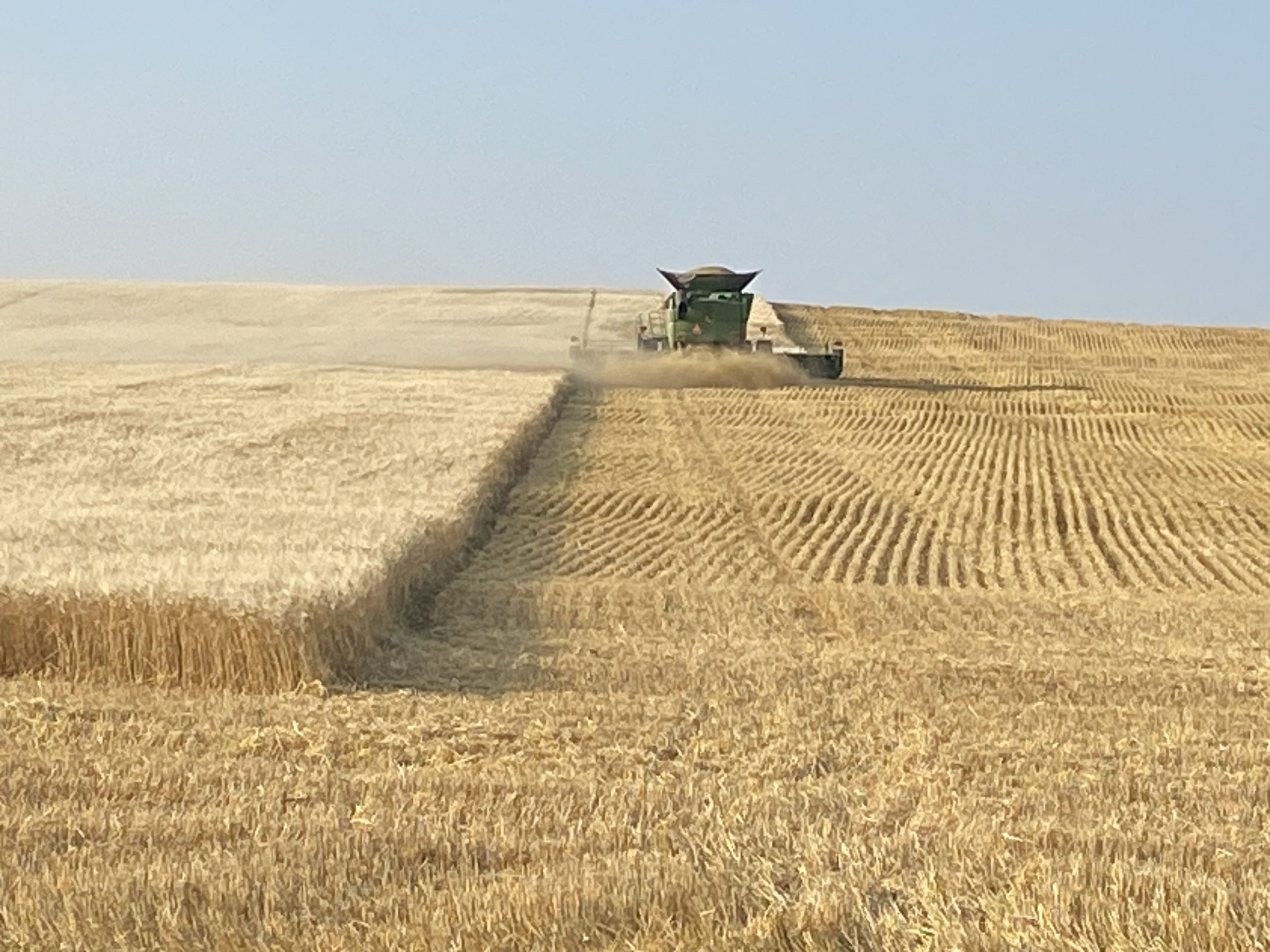 Wheat harvest (Photo: Alissa Weece)