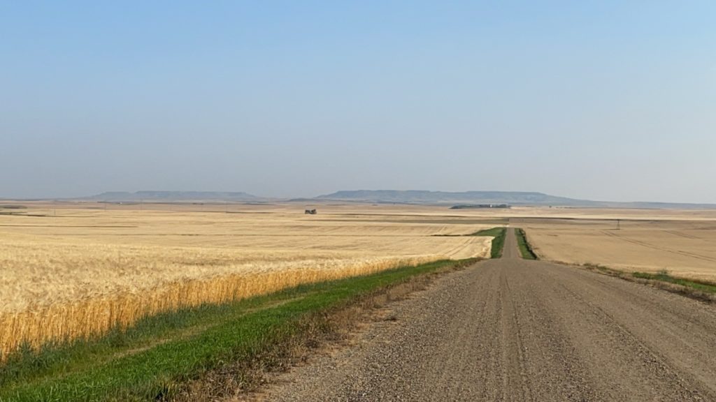 Dirt road along wheat fields (Photo: Alissa Weece)