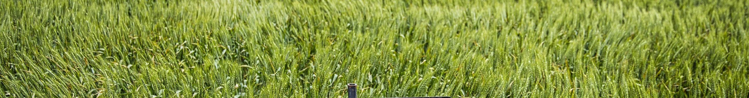 The OSU wheat variety, Butler's Gold, grows in a wheat plot near Kingfisher in 2024. The variety is named after native Oklahoman, former OSU track star and 1980 Olympic qualifier James Butler. (Photo by Mitchell Alcala, OSU Agriculture)