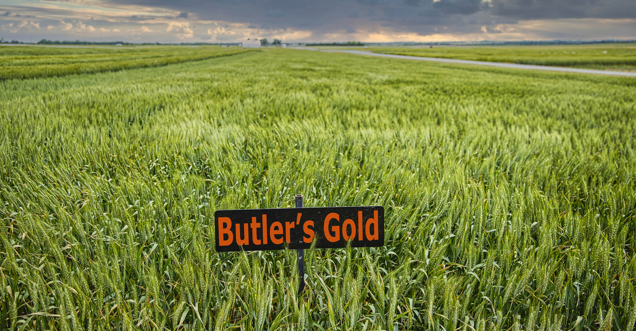 The OSU wheat variety, Butler's Gold, grows in a wheat plot near Kingfisher in 2024. The variety is named after native Oklahoman, former OSU track star and 1980 Olympic qualifier James Butler. (Photo by Mitchell Alcala, OSU Agriculture)