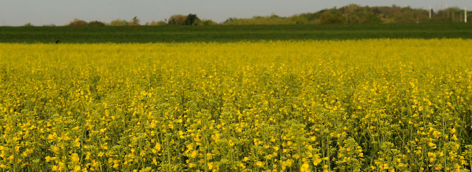 K-State canola breeder Mike Stamm says even with cold temperatures last winter, growers across the state did not experience much winterkill. (Photo: K-State Research and Extension news service)