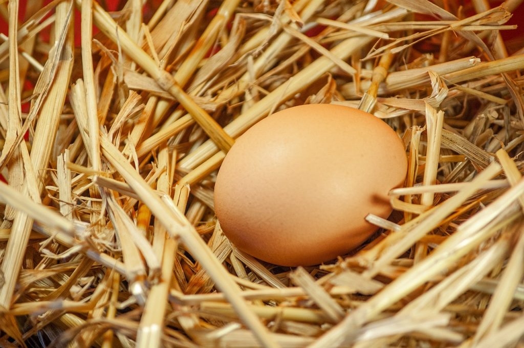 Dealing with a broody hen