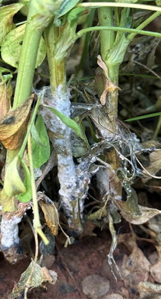 Figure 1. Characteristic symptoms of Sclerotinia crown and stem rot, with the development of profuse, fluffy, white mycelium on the base of the alfalfa stem. Photo courtesy of Maira Duffeck, Oklahoma State University.