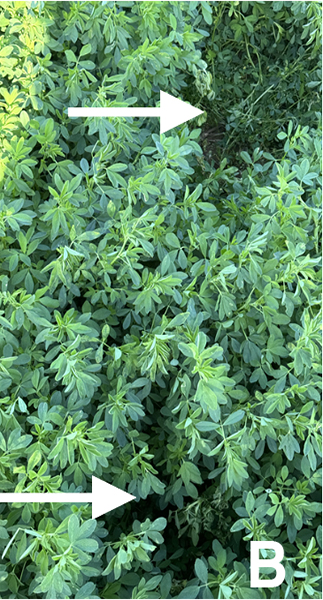 Figure 2. Symptoms of alfalfa plants affected by Sclerotinia crown and stem rot. B: White arrows represent the wilted plants spotted in the field. Photo courtesy of Maira Duffeck, Oklahoma State University.