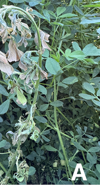 Figure 2. Symptoms of alfalfa plants affected by Sclerotinia crown and stem rot. A: Diseased alfalfa stems have a bleached, dry appearance. Infected plants become wilted and eventually collapse in the field due to stem and crown rot, which softens and weakens the stem.