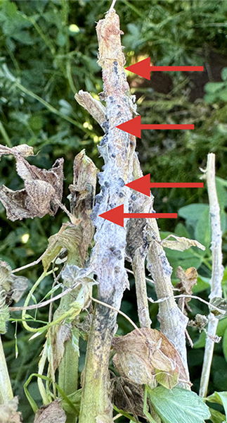 Figure 3. Red arrows represent the hard, black structures produced in the mycelium by the fungus Sclerotinia trifoliorum which allow the fungus to survive in the soil for many years in the absence of the plant host. Photo courtesy of Maira Duffeck, Oklahoma State University.