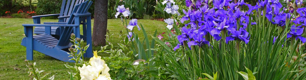 A backyard garden of iris bordering a lawn. (Photo: iStock - onepony)