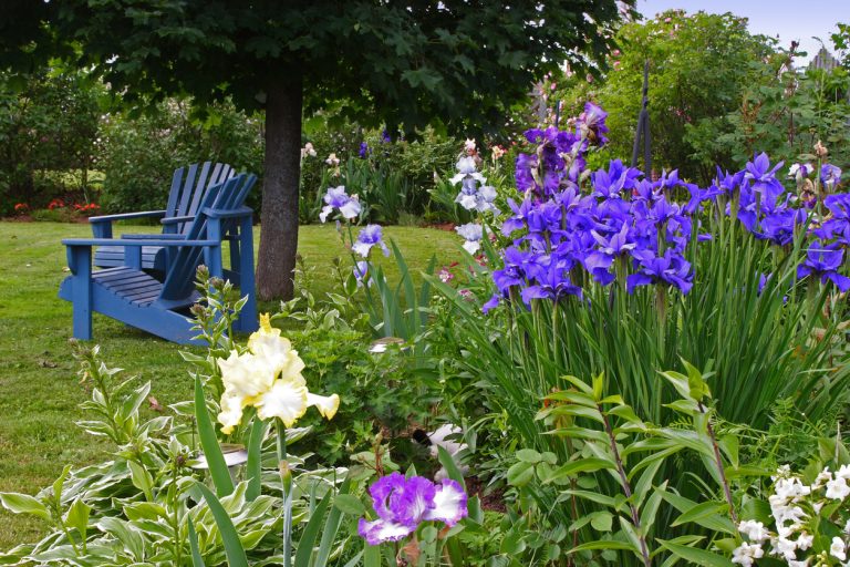 A backyard garden of iris bordering a lawn. (Photo: iStock - onepony)