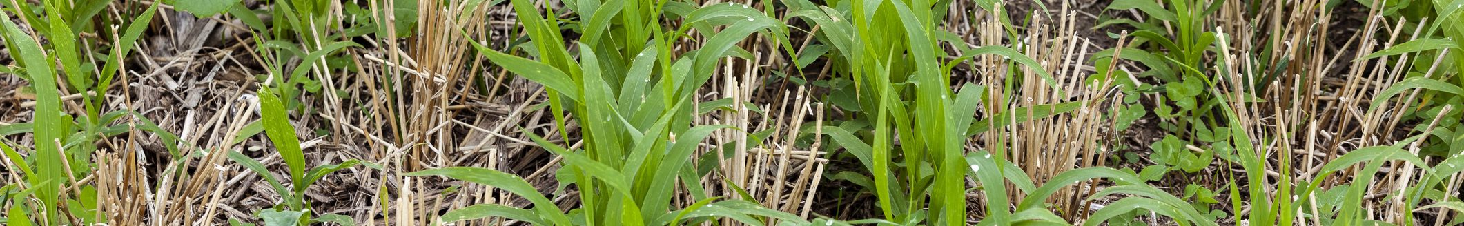 Close-up of cover crops growing between rows winter wheat stubble. (Photo: iStock - mvburling)