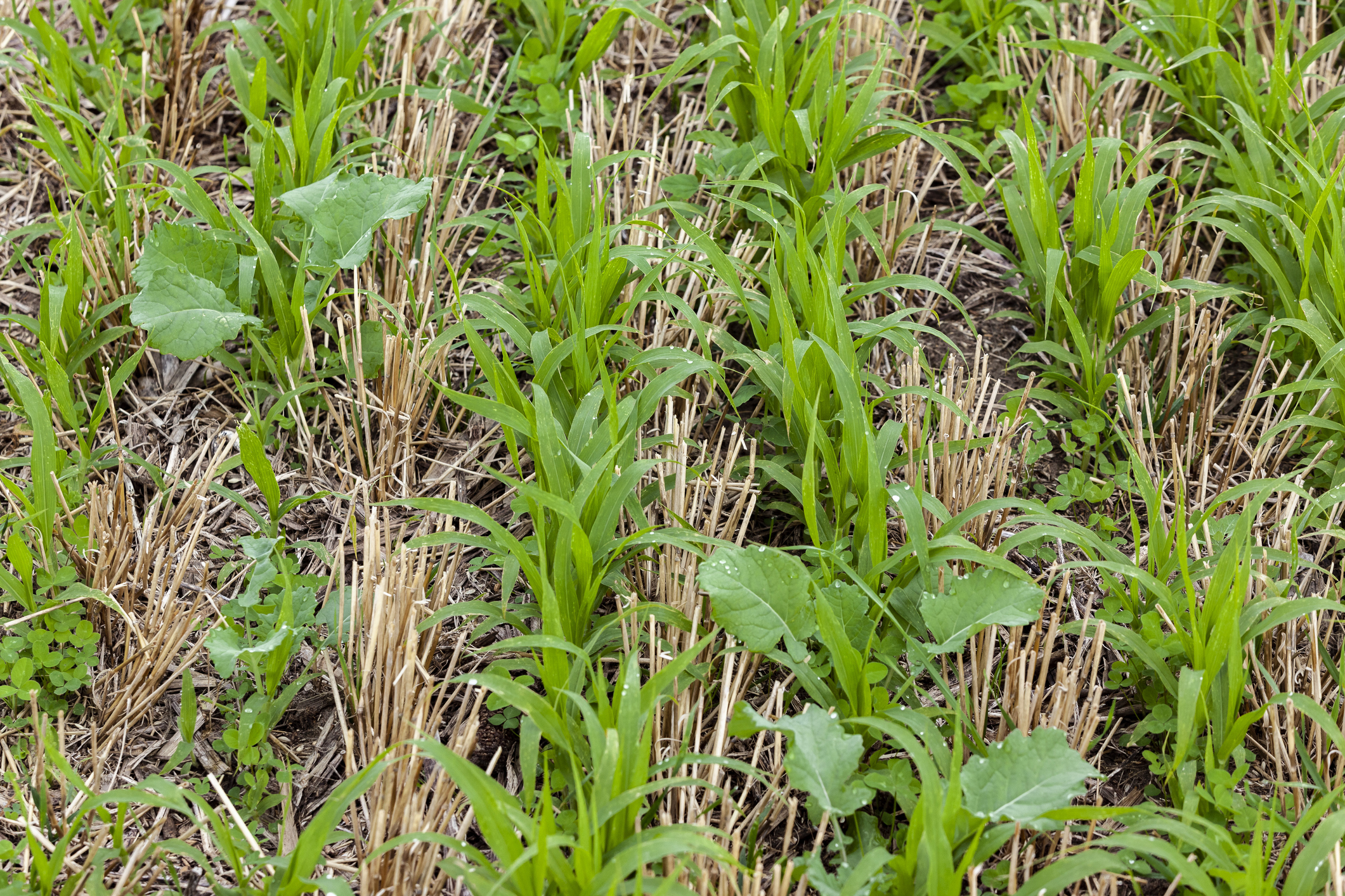 Close-up of cover crops growing between rows winter wheat stubble. (Photo: iStock - mvburling)