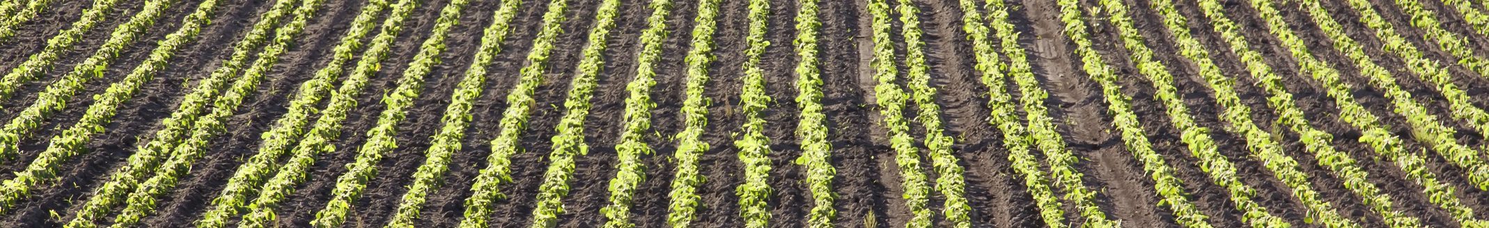 Agricultural spring landscape. Green soybean sprouts. Rows of early soy shoots growing in the rich dark brown soil. (Photo: iStock - Awltail)