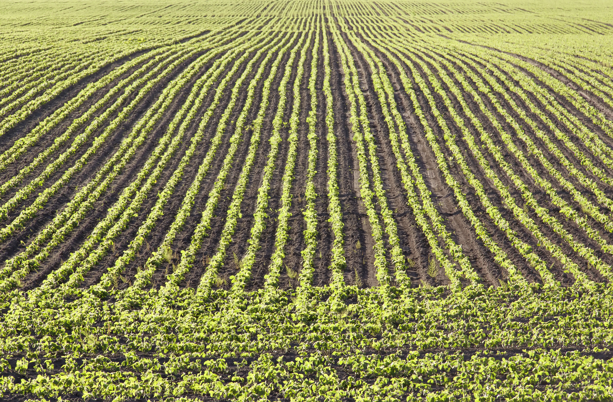 Agricultural spring landscape. Green soybean sprouts. Rows of early soy shoots growing in the rich dark brown soil. (Photo: iStock - Awltail)