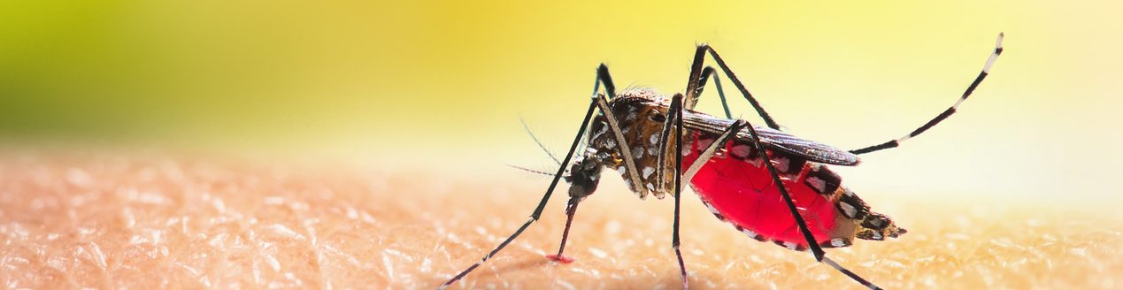 Aedes mosquitoe is sucking blood on human skin. (Photo: iStock - panom)