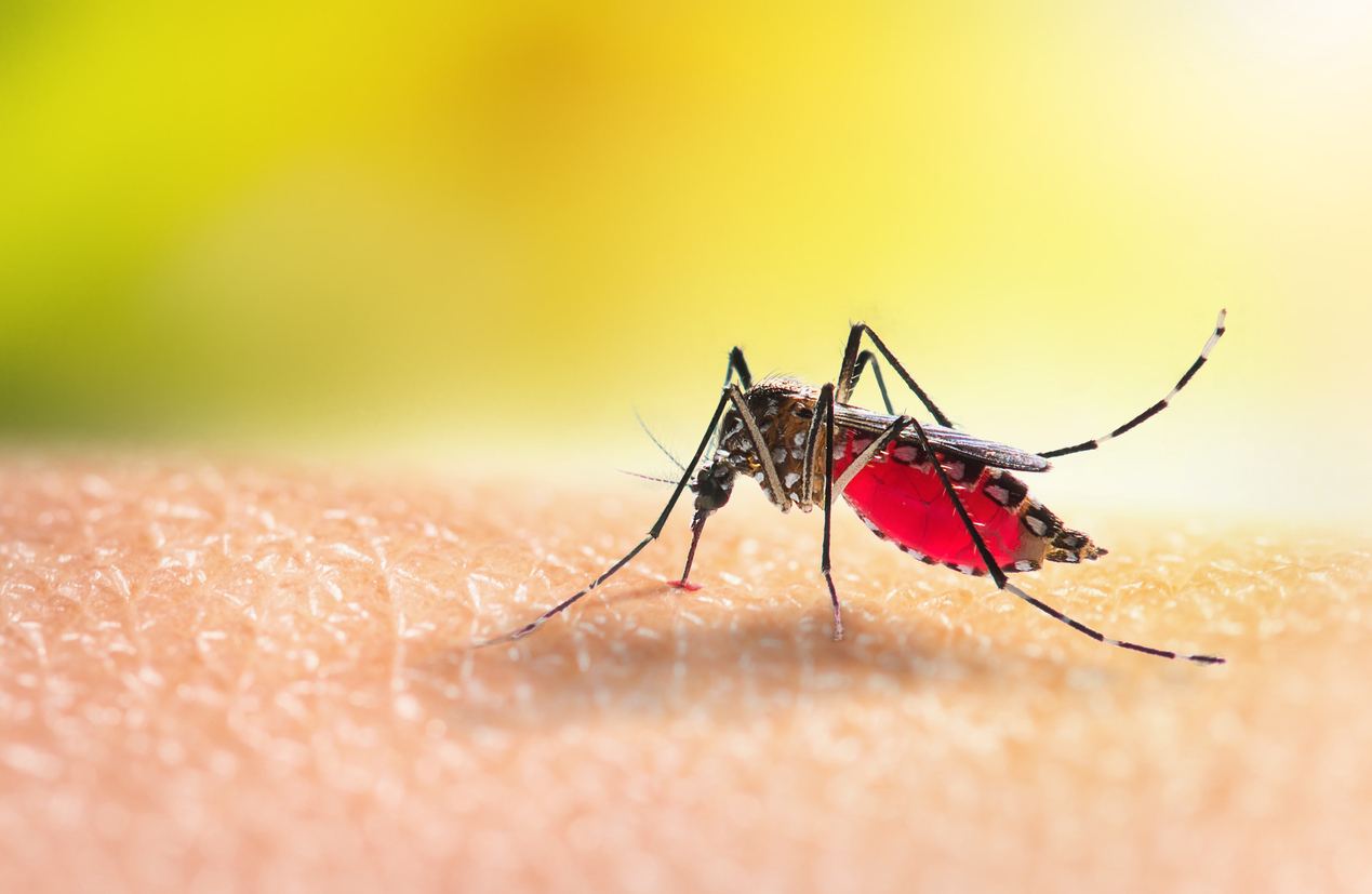 Aedes mosquitoe is sucking blood on human skin. (Photo: iStock - panom)