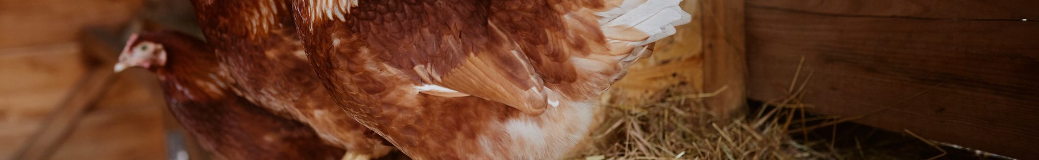 Farmer collects eggs at eco poultry farm, free range chicken farm (Photo: iStock - Sergii Kolesnikov)