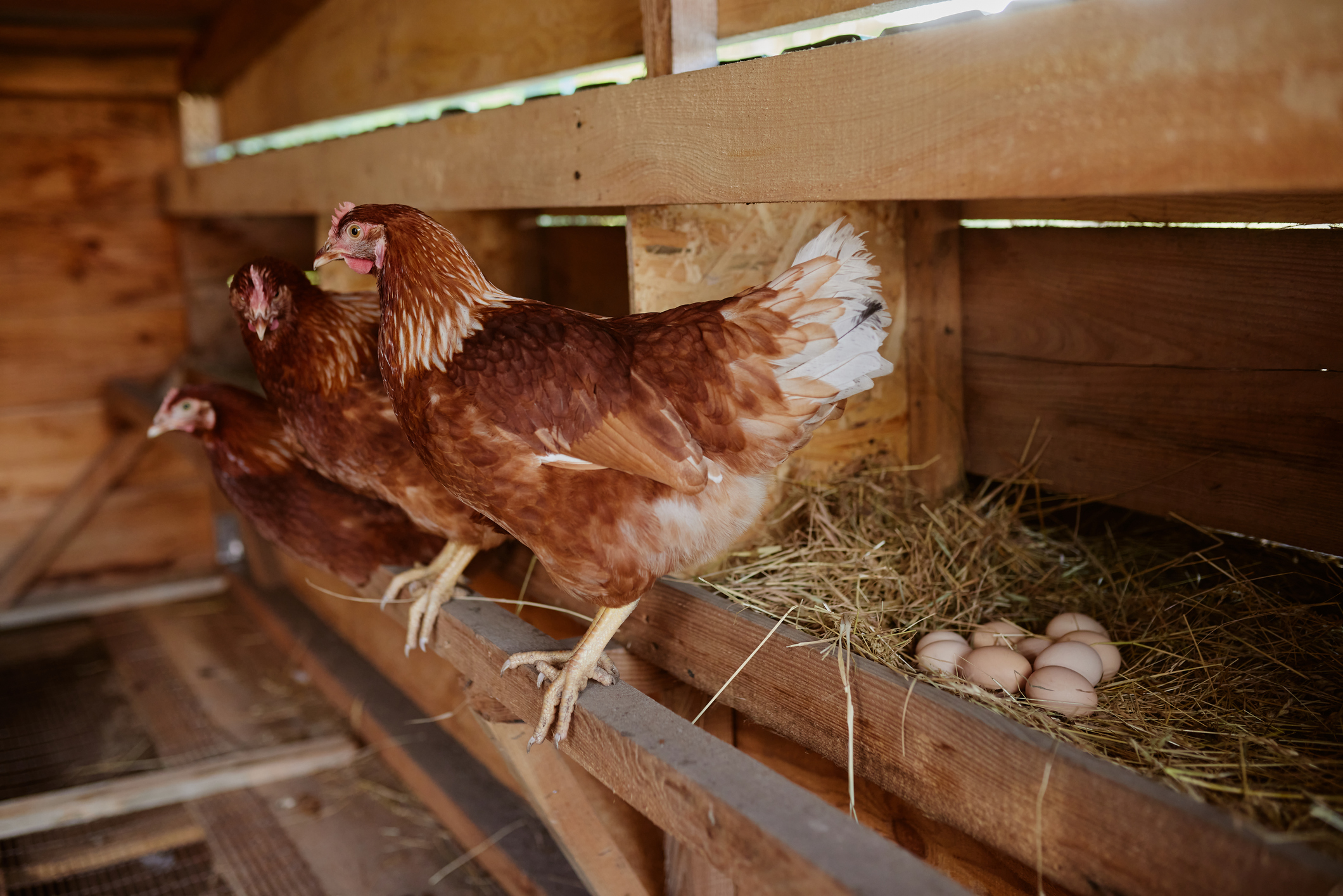 Farmer collects eggs at eco poultry farm, free range chicken farm (Photo: iStock - Sergii Kolesnikov)