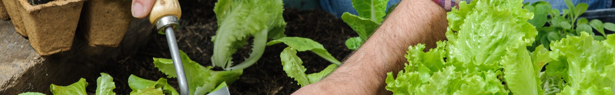 Farmer planting young seedlings of lettuce salad in the vegetable garden (Photo: iStock - AlexRaths)