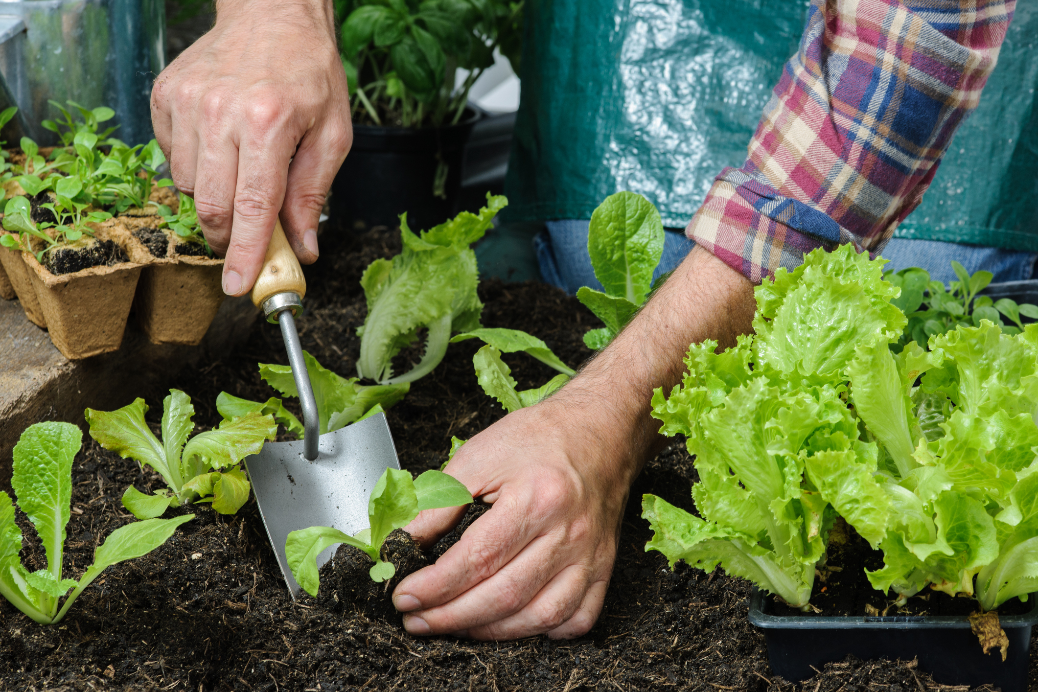 Farmer planting young seedlings of lettuce salad in the vegetable garden (Photo: iStock - AlexRaths)