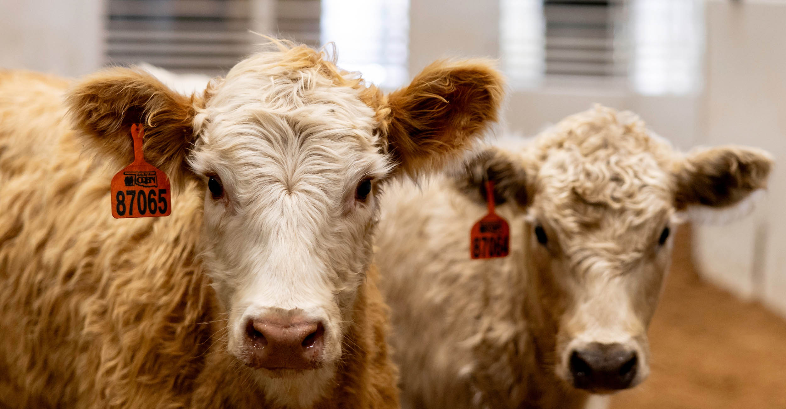 OQBN Cattle being sold at t OKC West Stockyards in El Reno on Tuesday, Nov. 28, 2023. (Photo by Mitchell Alcala/OSU Agriculture)