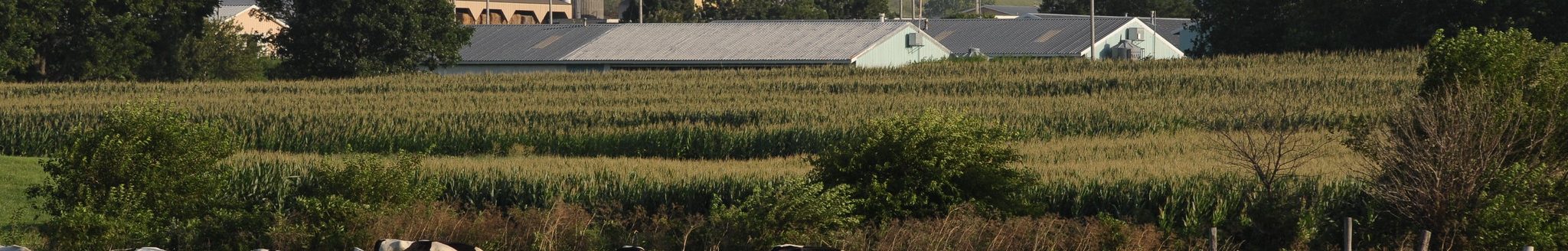 Dairy cows at the K-State Dairy Farm (Photo: K-State Research and Extension)