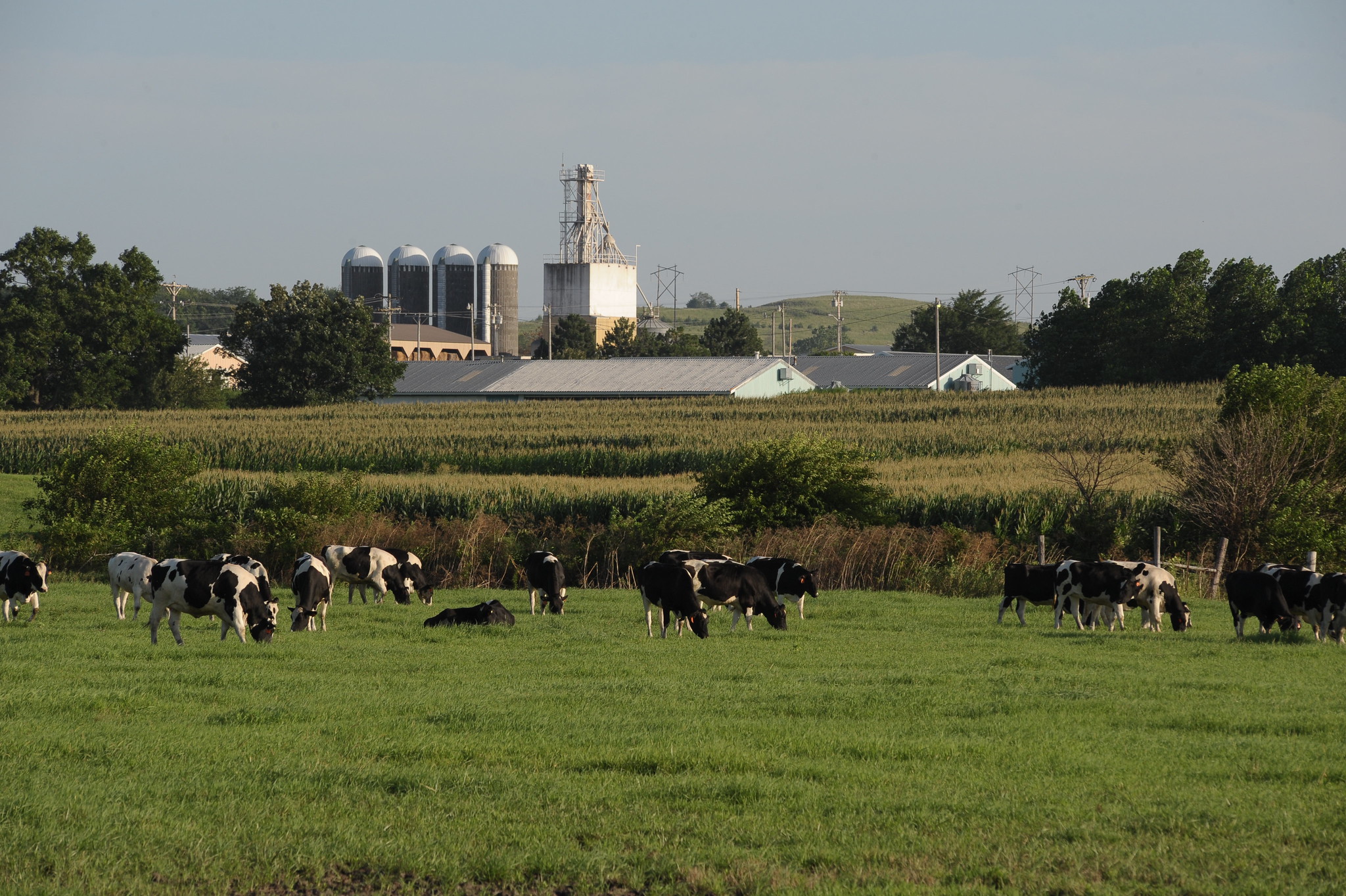 Dairy cows at the K-State Dairy Farm (Photo: K-State Research and Extension)