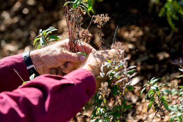 Now is the time to remove spent plants and prepare your beds for the fall season. (Sam Craft/Texas A&M AgriLife)