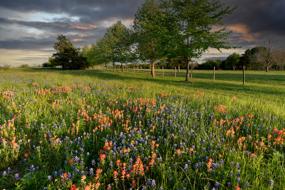 Bluebonnets and Indian paintbrushes are early bloomers in the spring. (Photo: Laura McKenzie/Texas A&M AgriLife)