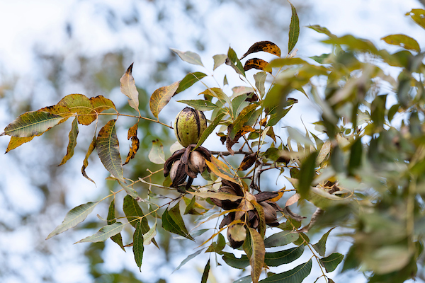 The quality of pecans will be reduced if not given enough moisture now. (Laura McKenzie/Texas A&M AgriLife)