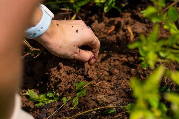 The time to plant cool-season crops like carrots is fast approaching while warm-seeded crops need to be planted as soon as possible. (Michael Miller/Texas A&M AgriLife)