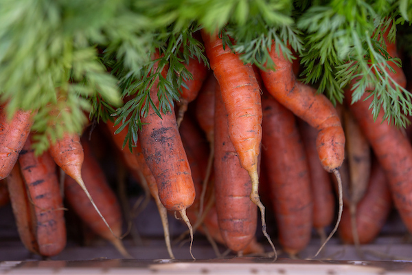 The time to plant cool-season crops like carrots is fast approaching while warm-seeded crops need to be planted as soon as possible. (Michael Miller/Texas A&M AgriLife)