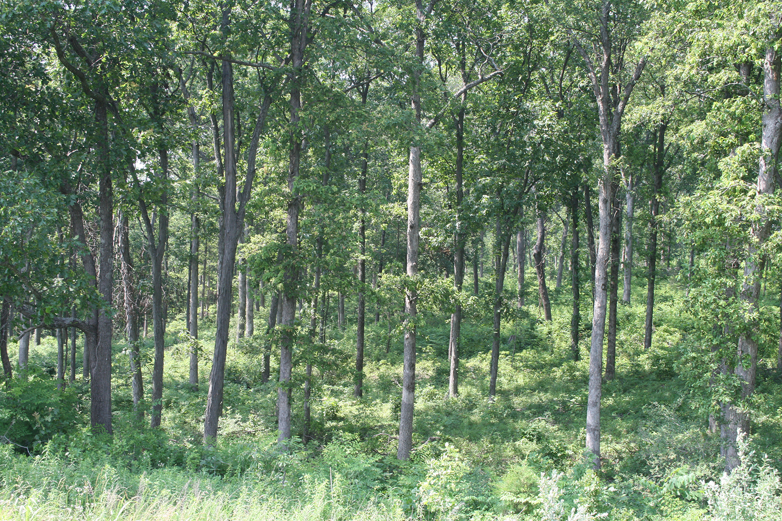 Forests play a critical role in removing carbon dioxide from the atmosphere. (Photo: Hank Stelzer, University of Missouri Extension forestry state specialist)