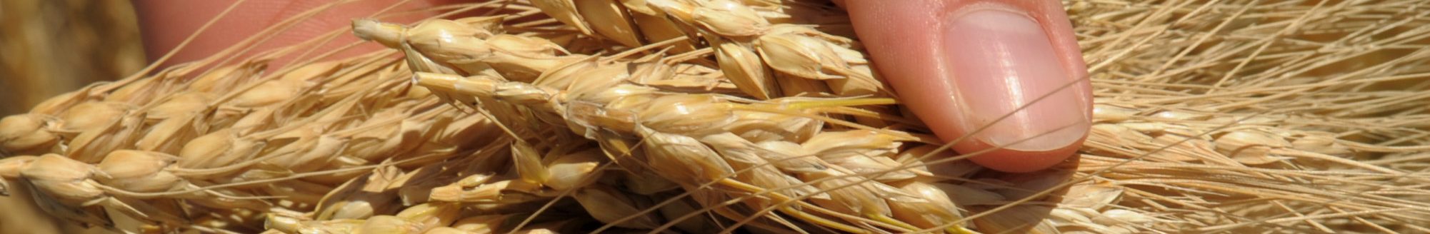 Handful of wheat (Photo: K-State Research and Extension)