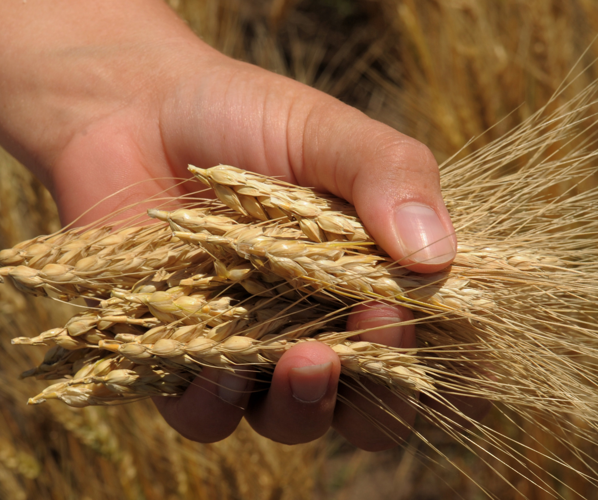 Handful of wheat (Photo: K-State Research and Extension)