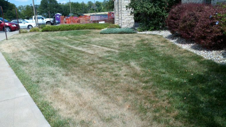 Lawn in summer dormancy from heat, drought stress (Photo: K-State Research and Extension.)