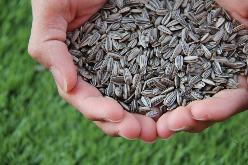 Sunflower seeds (Photo: K-State Research and Extension news service)