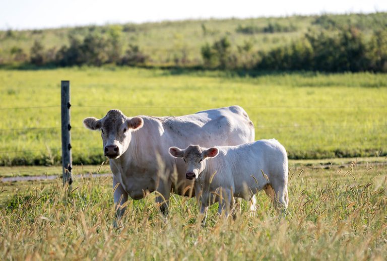 The decision to sell cows from the herd is often influenced by a variety of factors, including her performance, the quality of her offspring, cattle prices and marketing opportunities. (Photo: Kansas State University Research and Extension)