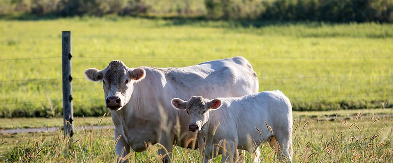 The decision to sell cows from the herd is often influenced by a variety of factors, including her performance, the quality of her offspring, cattle prices and marketing opportunities. (Photo: Kansas State University Research and Extension)