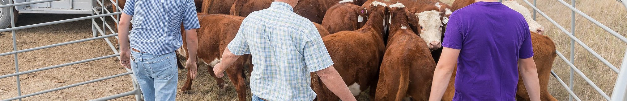 Loading calves gently can help to minimize the amount of stress that calves experience, said K-State veterinarians. (Photo: K-State Research and Extension)