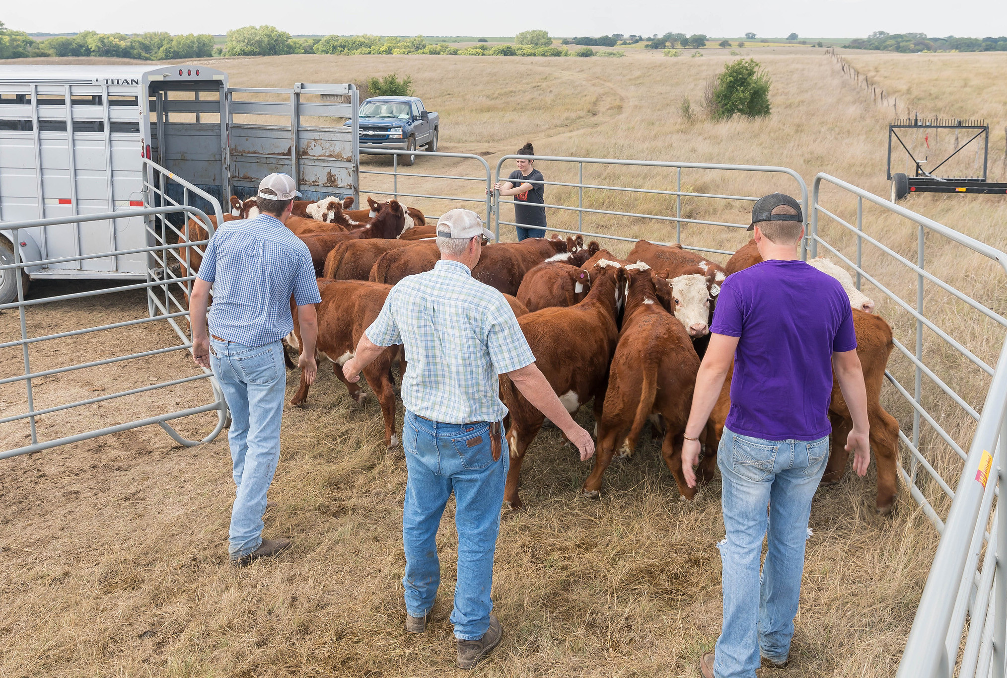 Loading calves gently can help to minimize the amount of stress that calves experience, said K-State veterinarians. (Photo: K-State Research and Extension)