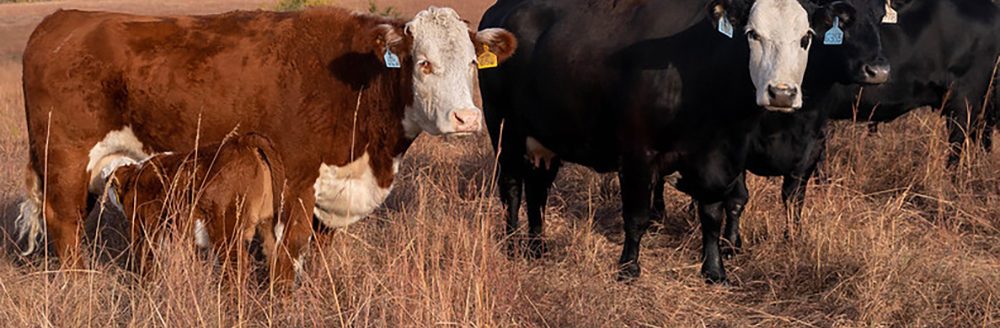 Cows and their fall-born calves out on pasture (Photo: K-State Research and Extension)